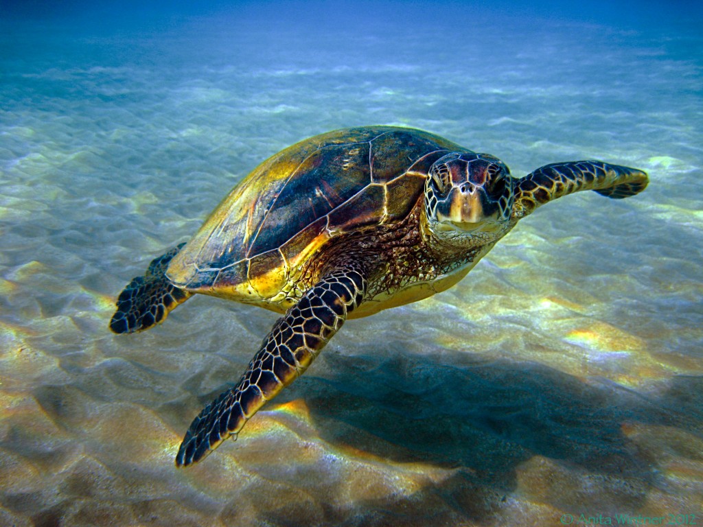 Sea Turtle 2