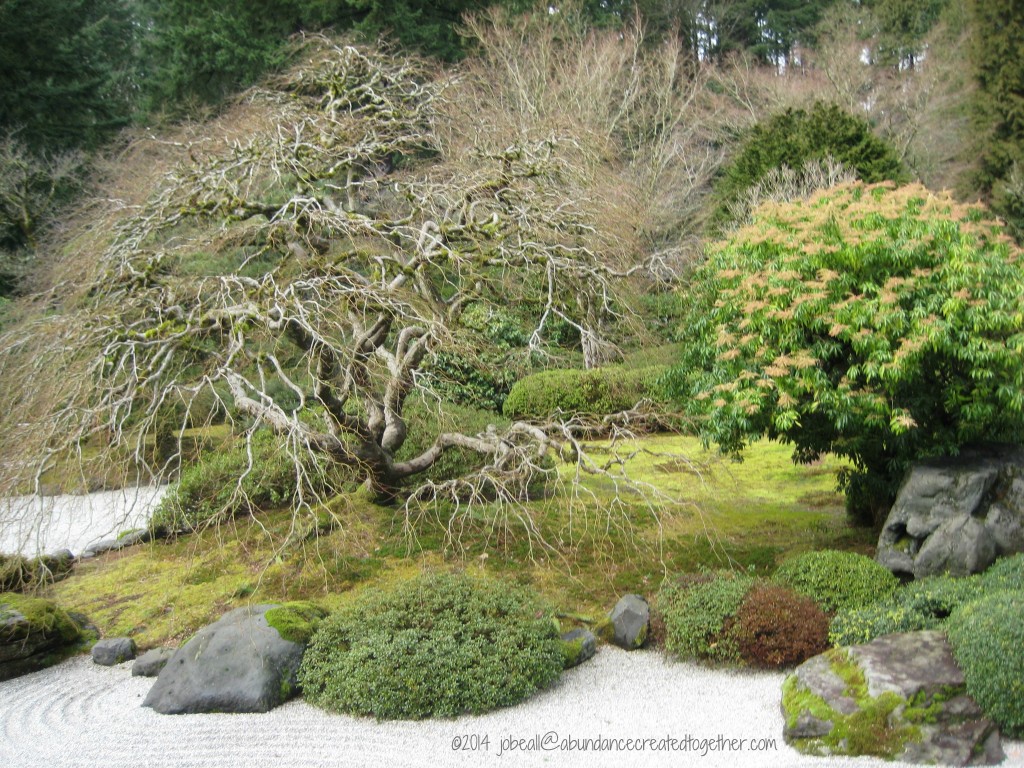 Named Oregon Japanese Garden 2-12-14 Tree