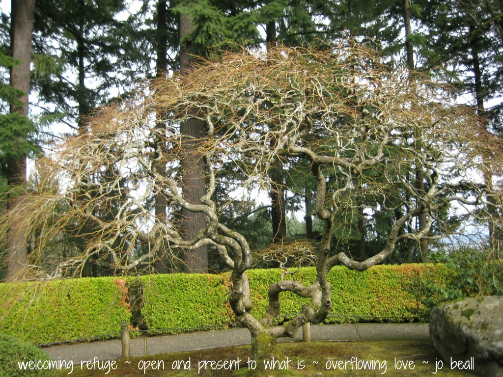 Named Trees 14 Oregon Japanese Garden 2-23-14 Tree