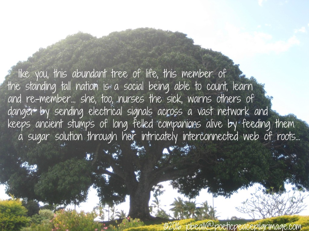 Named Awakened April 29 Arbor Celebration Tree as Another You Kaua'i 11-26-14 006