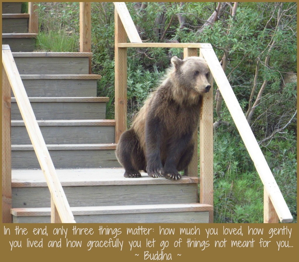 Named Sacred September 16 Alaska Buddha Bear