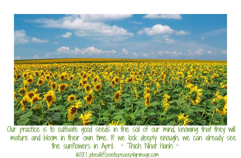 Named Journeying 13 Sunflower Field in April