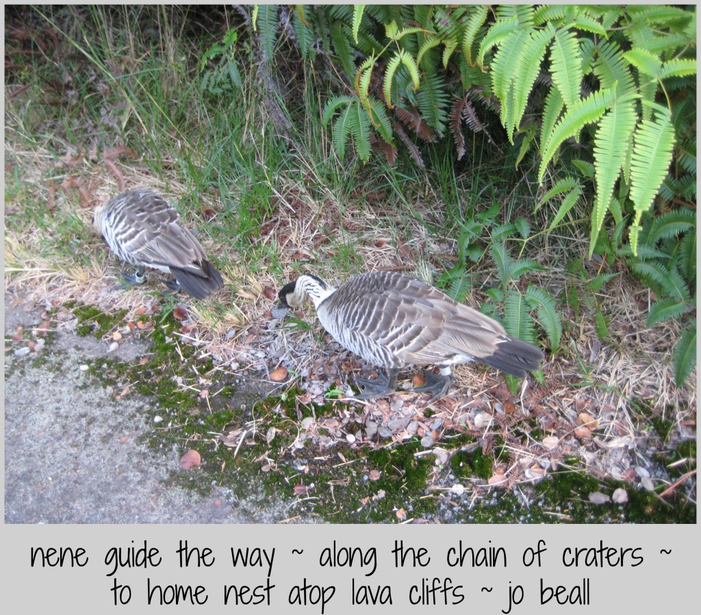 Named Now 23 Big Island Wonder and Awe Voyage Chain of Craters Scenic Trail 2018-11-23 014